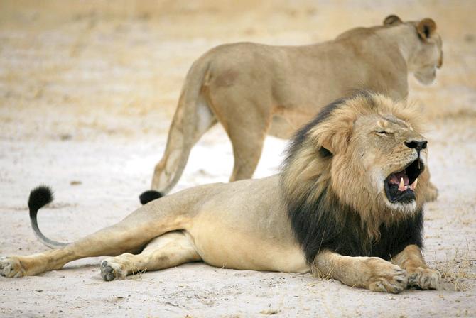 A 2012 picture of Cecil the lion, released by the Zimbabwe National Parks agency. The Zimbabwe Conservation Task Force has said that he took 40 hours to die after he was shot at with an arrow. PICs/afp
