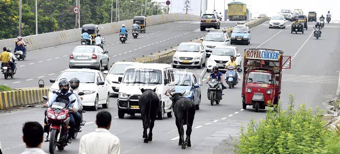 Cows block traffic on Western Express Highway