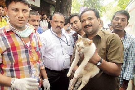 Thane building collapse: Cat survives in the arms of dead owner 