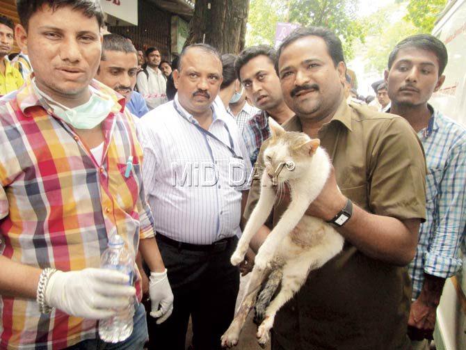 Fire officials were surprised to spot the cat still alive in the arms of her deceased owner, whose body was the last to be pulled out of the building’s debris yesterday. Pic/Sameer Markande
