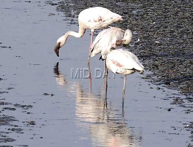 Flamingo Sanctuary. Pic/Shadab Khan