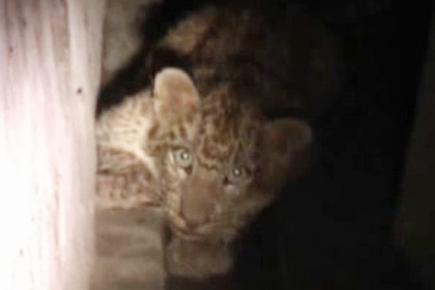Leopard cub rescued from residential area
