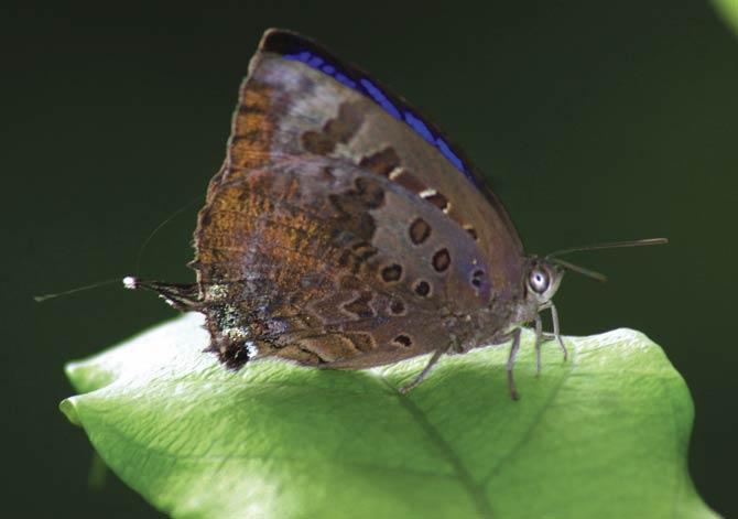 The Large Oakblue