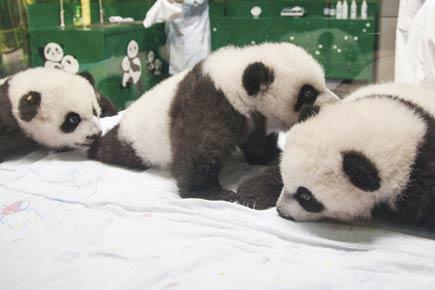 Rare Panda triplets celebrate 1st birthday in China