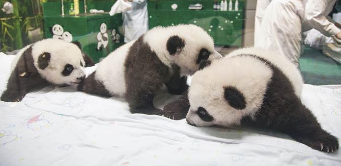 The triplets born at the safari park are the fourth set of panda triplets ever recorded. Pic/AFP