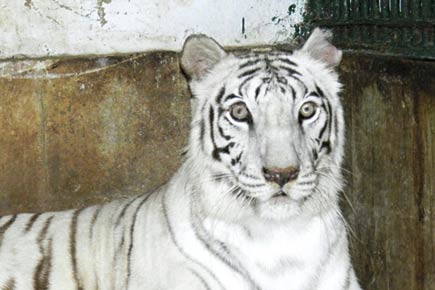 Mumbai: SGNP's sole white tigress suffers cancer relapse