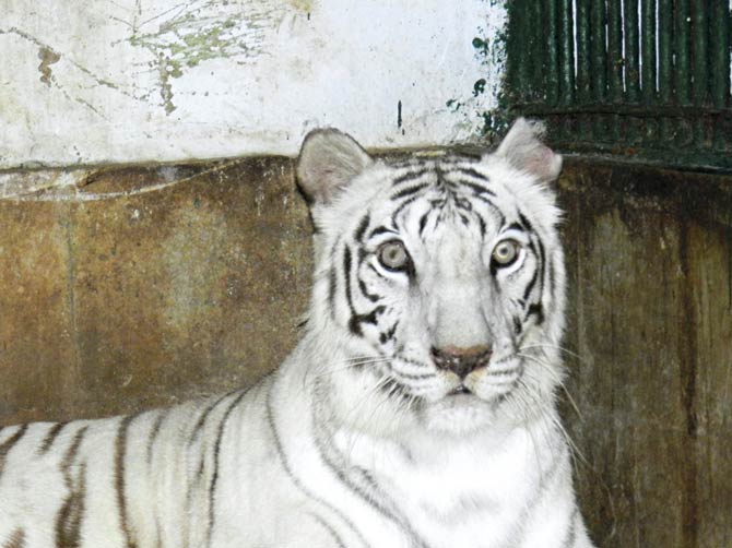 18-year-old Rebecca is the national park’s only white tigress. She was diagnosed with melanoma, a type of skin cancer, in her eye. File pic