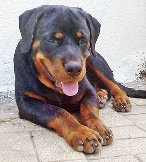 Cocoa, the year-old Rottweiler that was preyed upon by the leopards