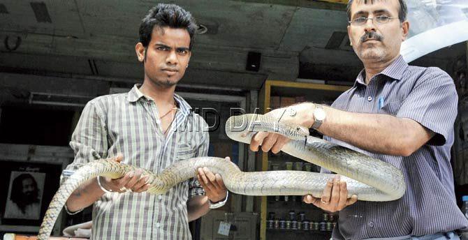 SARRP members with a snake they rescued. Pic/Nimesh Dave
