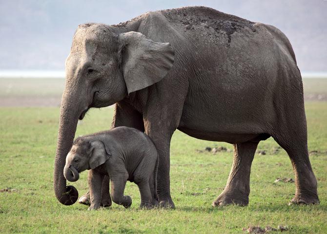 Asian elephant mother with calf at Corbett National Park