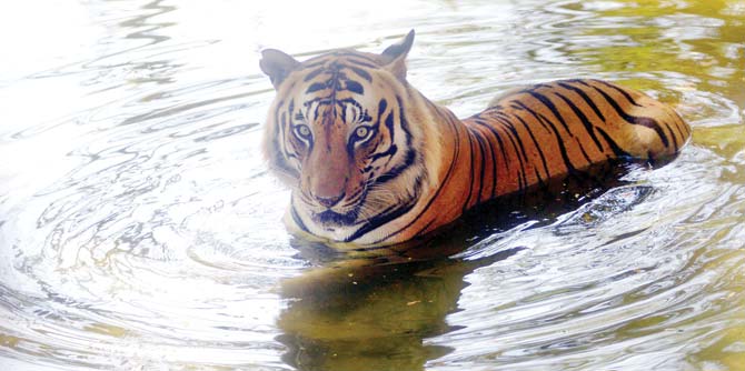 Visitors could not see a tiger in the safari like this. File pic