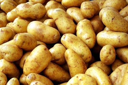 'Golden' potato may boost Vitamins A, E