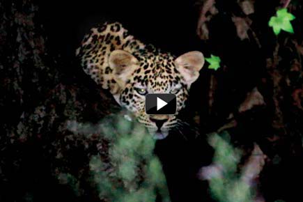 Caught on camera: Another leopard in Aarey Colony