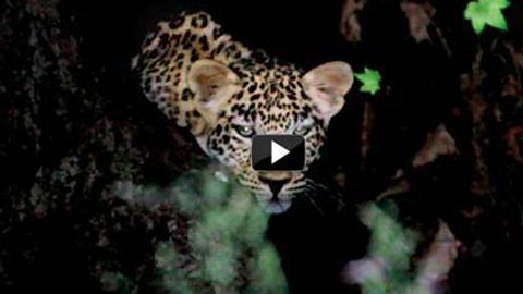 Caught on camera: Another leopard in Aarey Colony
