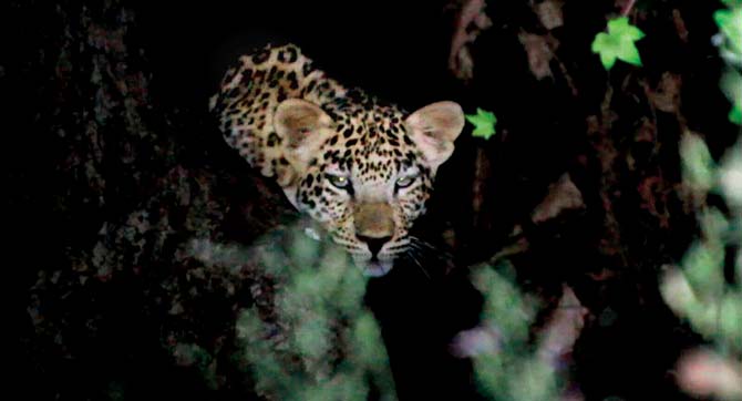 Aarey resident Imran Udat spotted this leopard near the New Zealand hostel