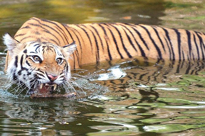 Currently, the tigers are being released on rotational basis with one tiger being let out every day. PIC/AFP
