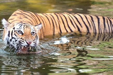 Sanjay Gandhi National Park lets tigers out of cages