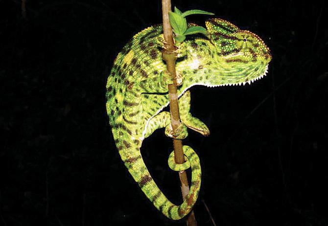 A chameleon’s bundled toes enables it to hold branches