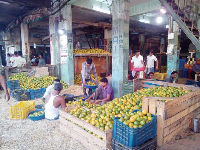 The abundant availability of oranges in the APMC wholesale market