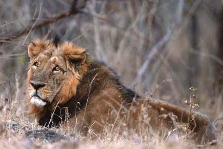 US places Indian lion in endangered species list