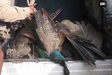 Deaths of 20 birds spark fear of bird flu in Bhubaneswar 