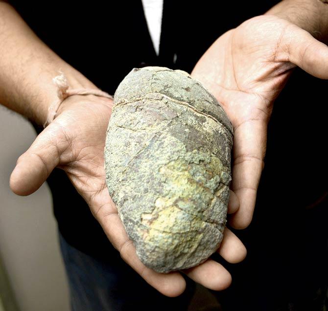 Dinosaur Egg: This is not a stone, but a fossilised dinosaur egg from Tucson, US