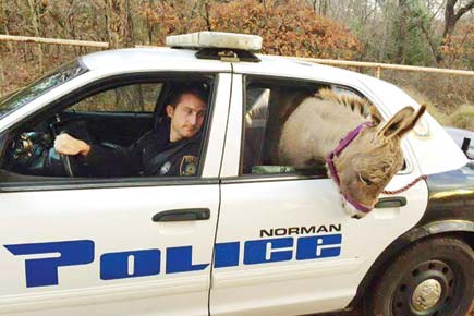 Lost donkey gets a ride in police patrol car!