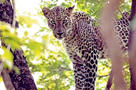 Action plan on the anvil to deal with leopards