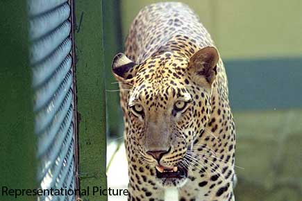 Leopard attacked three people in Jaunpur