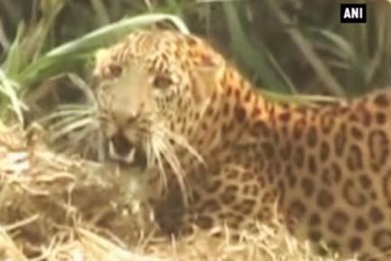 Leopard rescued from sugarcane field in Sitapur