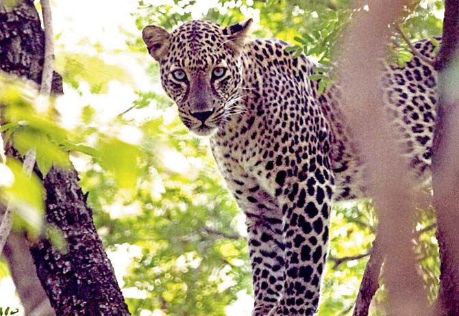 Experts are of the opinion that current methods to deal with leopards are likely to increase conflict between the animals and humans. File pic