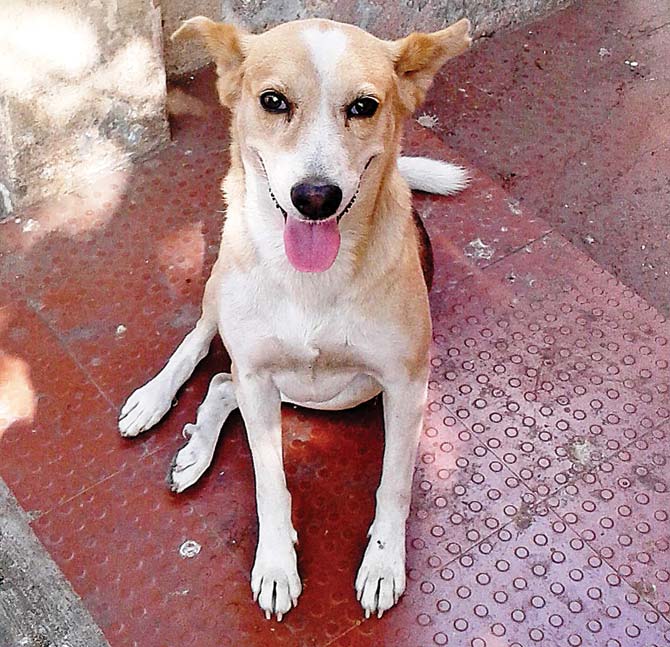 Week 8 Winner: mid-day reader Kavita Ravichandran shared this frame of a stray who lives near the Ghatkopar (E) railway platform. “She is probably the most renamed dog in Mumbai. She has been called Sheela, Laali, Rani and of late, she’s known as Maureen, after a new restaurant that opened in the area. People here will vouch for the fact that she is a loving and affectionate dog. When I pass by the road, and she wants to be petted, she will lead me to that platform, wagging her tail and keep checking if I am still following her or headed towards that platform,” shares Ravichandran.