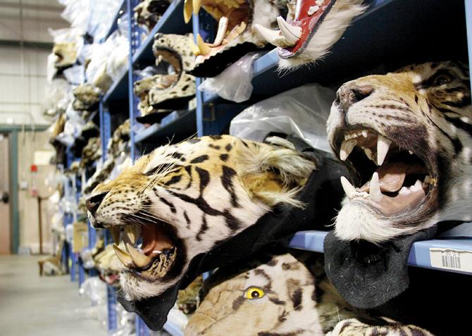 The US is the second largest consumer of wildlife products after China. Many of them (like these tiger skins) end up at the National Wildlife Property Repository in Colorado, US. PIC courtesy/Ethan Johnson 