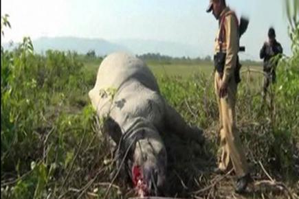 Rhino poached in Kaziranga National Park