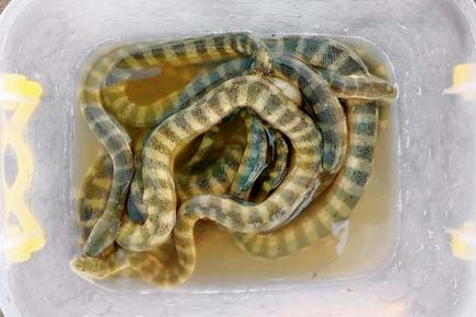 Mumbai: Schoolchildren's alert helps save venomous sea snakes