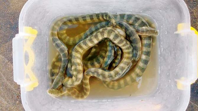 The five hook-nosed sea snakes and one marine file snake were rescued and immediately released back in Marve Creek, their natural habitat