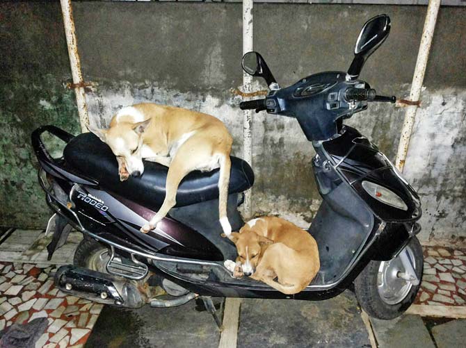 Week 6 Winner: This frame was sent by mid-day reader from Thane, Sujata Subraman. It captures two stray dogs in the Shreenagar neighbourhood. A few kids named this mother-son pair; the son is called Motu Chuha (big rat) while the mother is known as Bhukdi (always hungry). “They guard the area and our vehicles. Loved by all, these playful strays look after other puppies in the vicinity,” she says.
