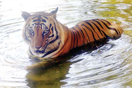 Mumbai: Are tigers back in cages at Sanjay Gandhi National Park?