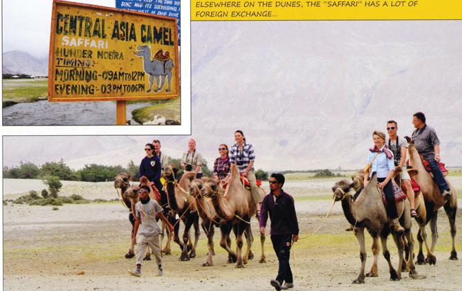 Tourists ride double-hump camels at the Nubra Valley