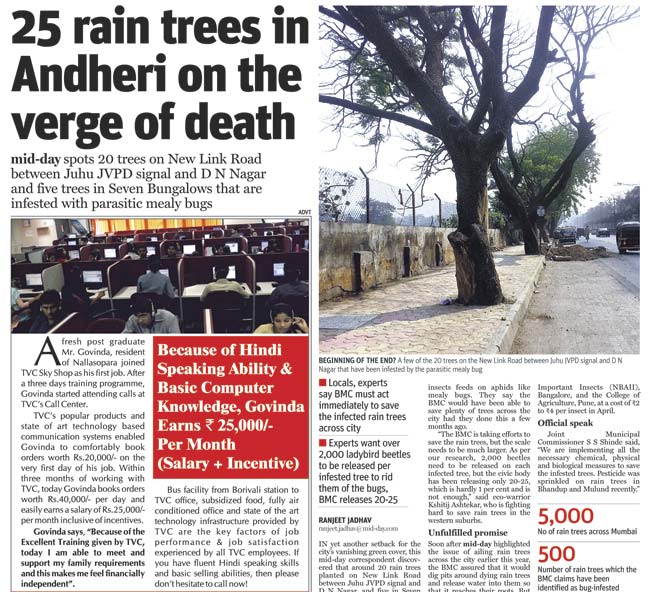 mid-day’s report on the 20 dead trees on December 15, 2014