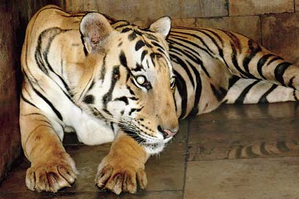 Mumbai: SGNP's tigress dies after long illness