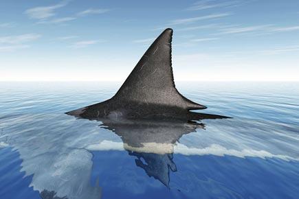 Florida scientists note decline in shark migration