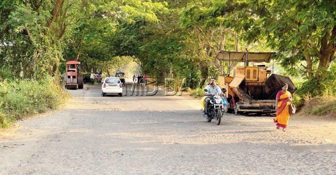 Aarey Colony’s green cover is already at risk, with the BMC planning to cut nearly 1,000 trees to make way for the four-lane Goregaon-Mulund Link Road. File pic