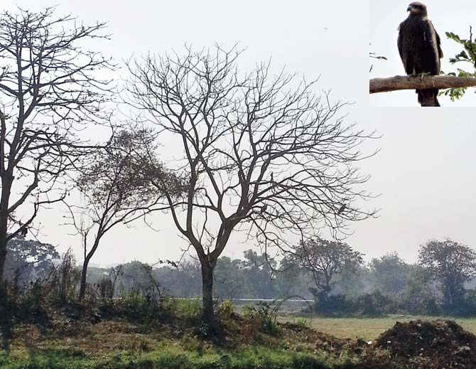 Andheri resident Sudam Navle spotted black kites perched on trees at the Metro car depot site in Aarey Colony. Black kites are listed under the Wildlife Protection Act