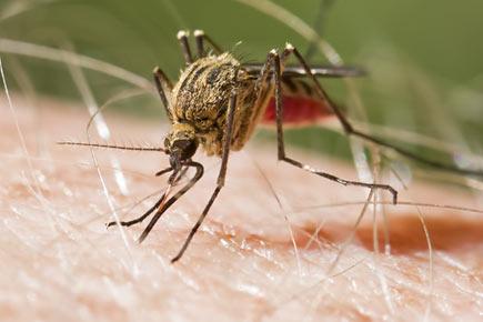 Drug-resistant malaria parasite from Myanmar threatens India