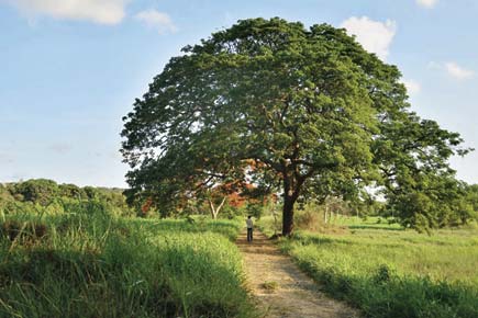 Why Aarey should be saved