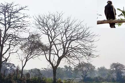 Mumbai Metro III: Activists spot black kites at site in Aarey Colony