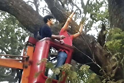 Mumbai: MNS lends a hand to save dying rain trees
