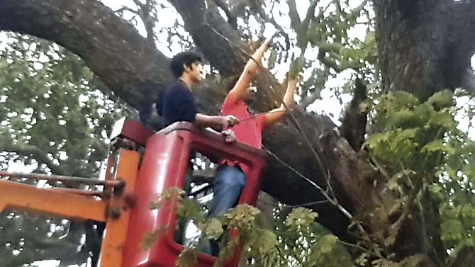 On Saturday, Amit Thackeray released ladybug beetles on two infested trees at Shivaji Park to fight fungal attacks caused by mealybugs