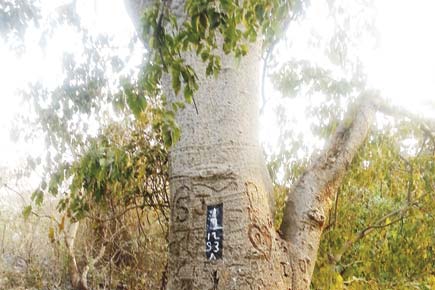 Save Aarey: 'Tree of Life' at risk of being axed for Mumbai Metro III